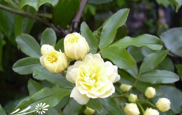 Giải thích chi tiết về hoa thơm gỗ