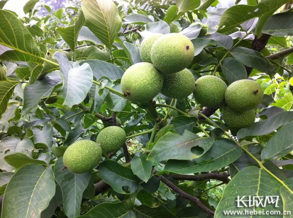 Quả óc chó có thể mang trái bao nhiêu năm? Cây quả óc chó có thể sinh trái bao nhiêu năm?