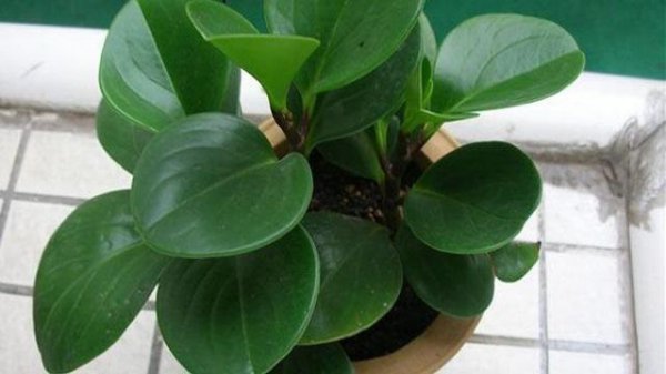 Làm thế nào để nâng cao lá tròn Jasper làm thế nào để nuôi chậu Jasper