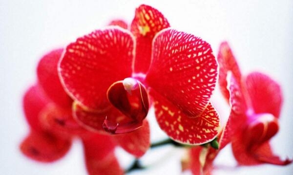 Phalaenopsis có nghĩa là gì? Giải thích ý nghĩa tượng trưng của phalaenopsis trắng