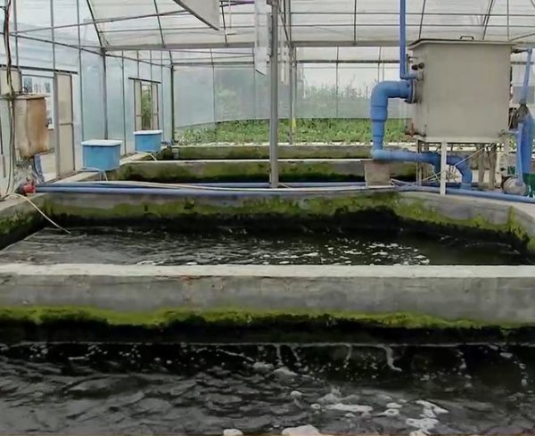 Công nghệ canh tác cá dưới nước để trồng rau trên mặt nước. Công nghệ trồng và nhân giống trong nước