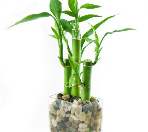 Làm thế nào để quyên tiền tre để trở nên thịnh vượng hơn? Kỹ năng tăng trưởng của tre tiền có thể giúp bạn đạt được sự thịnh vượng