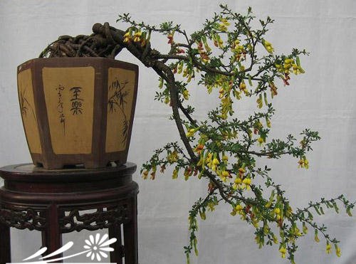 Các bước để làm Bonsai hoa Gorse làm thế nào để làm hoa bonsai hoa Gorse