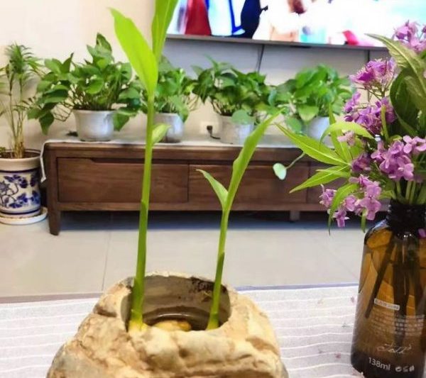 Gừng có thể được trồng trong hoa không? Gừng có thể được trồng trong hoa không?