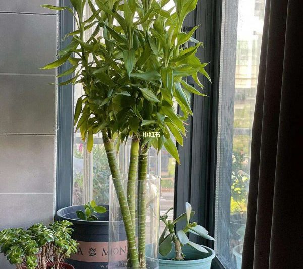 Feng Shuis Taboos và vị trí của Dragon Tre