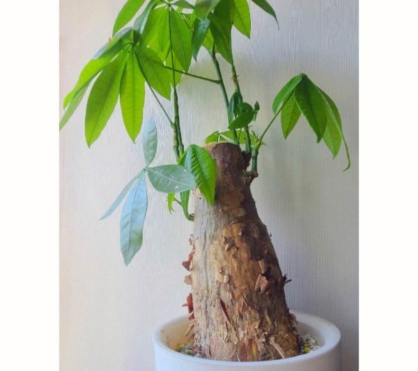 Làm thế nào để trồng cây duobao tốt? Làm thế nào để duy trì đúng cây duobao
Kỹ năng bảo trì của cây duobao