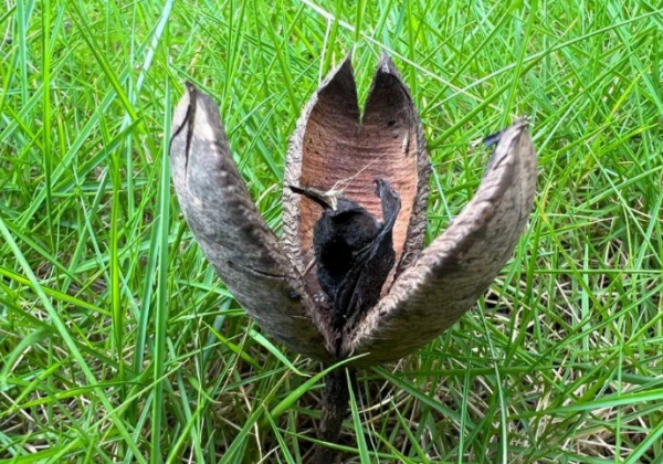 Làm thế nào để ăn trái cây malien? Trái cây Malien có thể được ăn không?