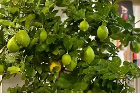 Tôi nên làm gì nếu chanh của tôi mọc mỏng và don nở? Nguyên nhân và phương pháp điều trị cho cây chanh không nở