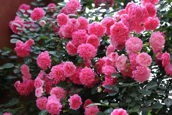 Rose có nghĩa là gì? Ý nghĩa của hoa hồng