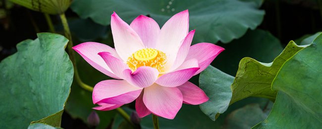 Phân tích thói quen sinh thái của hoa sen và quan sát luật của thời kỳ ra hoa mùa hè