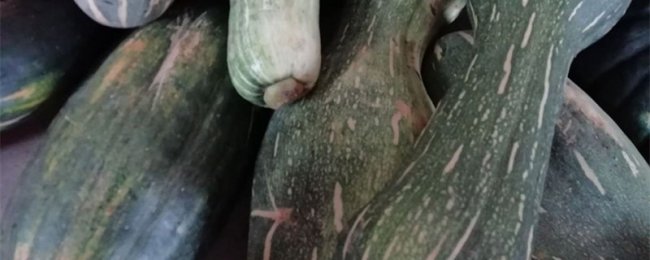 Phân tích tần suất tiêu thụ bí ngô, kỹ năng sản xuất thực phẩm bí ngô