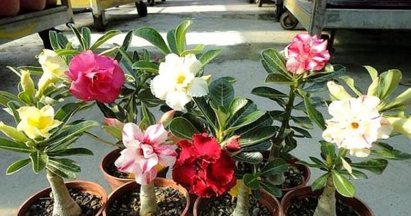 Loại đất hoa nào được sử dụng cho hoa hồng sa mạc? Cách tốt nhất để phù hợp với hoa hồng sa mạc