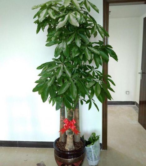 Những loại hoa trông đẹp và có ý nghĩa tốt? Hãy nhìn vào mười bông hoa hàng đầu với ý nghĩa tốt (3)