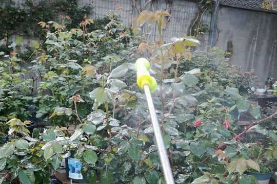 Hoa hồng có thể tồn tại nếu chúng lạm dụng glyphosate? Hoa hồng có thể tồn tại nếu chúng sử dụng glyphosate?