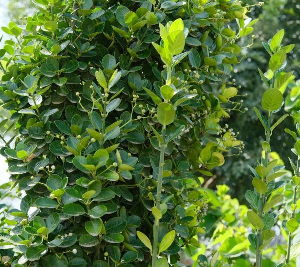 Các loại gỗ hoàng dương tốt nhất là gì? Loại gỗ hoàng gỗ nào là tốt nhất?