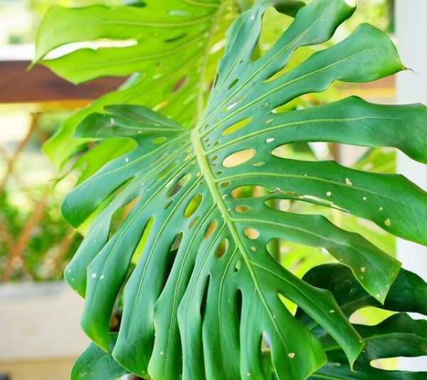 Có Phong thủy xấu nào cho Monstera không? Phong thủy cho Monstera là gì?