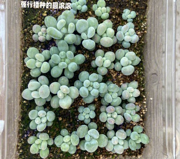 Làm thế nào để phát triển mọng nước từ mua sắm trực tuyến vào mùa hè? Cách phát triển Succulents trực tuyến Mua sắm vào mùa hè