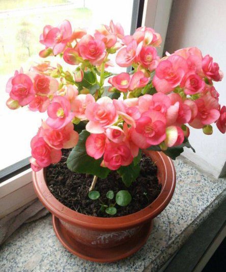 Bao nhiêu lần một năm, hoa cua nở? Mẹo để duy trì hoa cua trong tất cả các mùa (2)