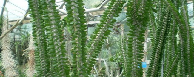 Làm thế nào để tái tạo gỗ subwax? Mẹo cắt gỗ Subwax