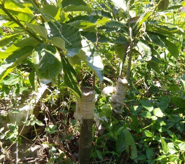 Cây có thể được ghép những cây nào? Những loài cây nào phù hợp cho cây hạt dẻ?