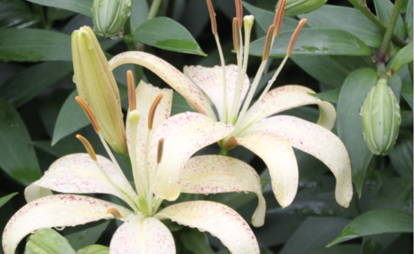 Tôi nên làm gì sau khi hoa huệ? Cắt tỉa chi nhánh ở đâu?