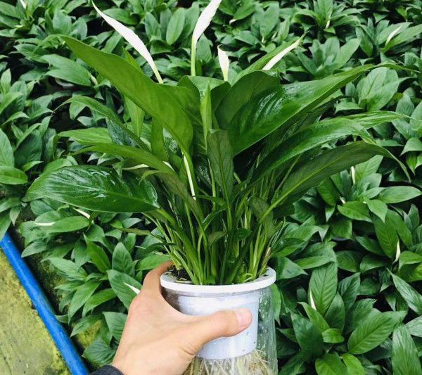 Một nồi cọ trắng có giá bao nhiêu? Cây chậu của lòng bàn tay trắng là bao nhiêu?