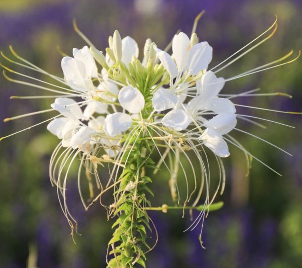 Làm thế nào để nhân giống hoa lụa làm thế nào để trồng hoa lụa làm thế nào để trồng hoa lụa