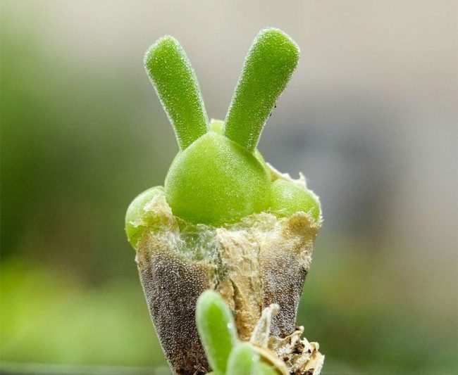 Làm thế nào để duy trì hào quang màu xanh lá cây? Hướng dẫn đầy đủ để duy trì Halo xanh mới (2)