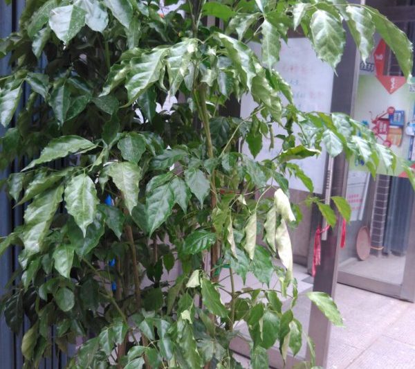 Có gì sai với những chiếc lá của Zhaocai Hand Curling? Tại sao lá của Zhaocai Hand Curling?