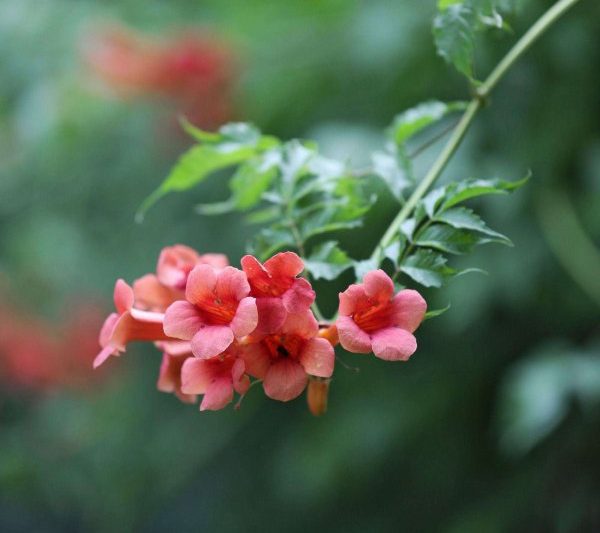 Khi nào thì Lingxiao sẽ nở? Khi nào thì Lingxiao sẽ nở?