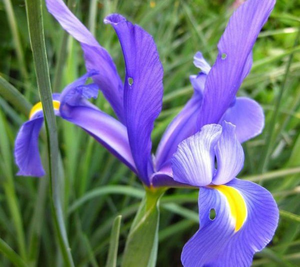 Ngôn ngữ Iris và ý nghĩa Một cuộc thảo luận ngắn gọn về ý nghĩa tượng trưng của Iris