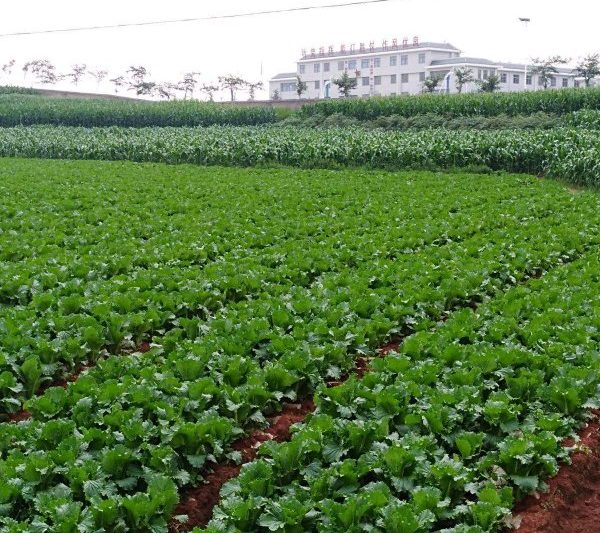 Những loại rau phù hợp để trồng đất sét đỏ? Những loại rau phù hợp để trồng đất sét đỏ?