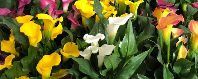 Có phải là độc để ăn calla lily? Hướng dẫn sơ cứu để ngộ độc Calla Lily
