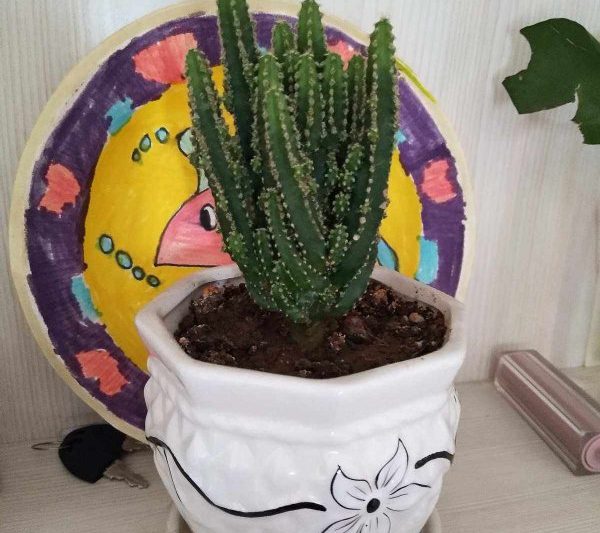 Làm thế nào để sinh sản cây bất tử và biện pháp phòng ngừa làm thế nào để sinh sản cây bất tử và biện pháp phòng ngừa cách duy trì cây bất tử và biện pháp phòng ngừa