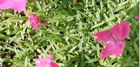 Ý nghĩa của hoa dianthus là gì? Ý nghĩa tượng trưng của việc tặng hoa dianthus