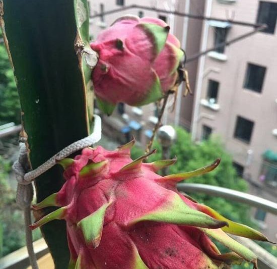 Trái cây rồng có thể được trồng trên ban công không? Gắn liền với kết quả. Trái cây rồng có thể được trồng trên ban công không?