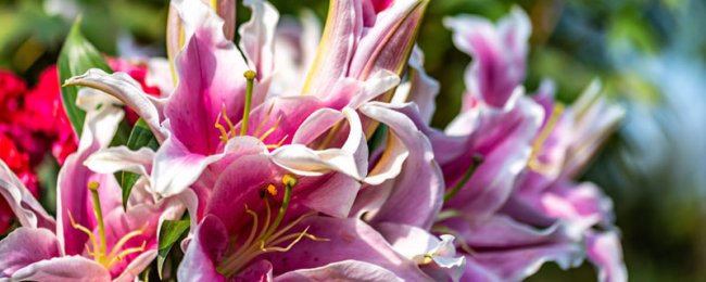 Làm thế nào để cứu lá hoa lily và lá vàng? Hướng dẫn đầy đủ để ngăn chặn và kiểm soát lá màu vàng lily