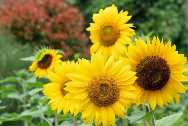 Ý nghĩa và ý nghĩa tượng trưng của hướng dương Một cuộc thảo luận ngắn gọn về ngôn ngữ hoa của hoa hướng dương