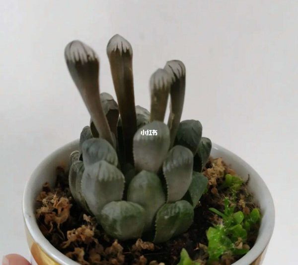 Làm thế nào để nâng cao các loài mọng nước của Ji Yulu để làm cho chúng sáng hơn? Làm thế nào để làm cho các loài mọng nước Ji Yulu, bắt mắt hơn?