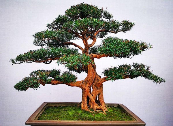 Cách nâng cao cây cảnh của Mastail Pine Matsutakenum Làm thế nào để nâng cao phương pháp nhân giống và biện pháp phòng ngừa Bonsai Mats