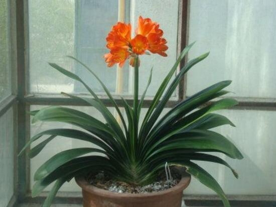 Clivia có nghĩa là gì? Các biểu tượng và ý nghĩa của Clivia (2)
