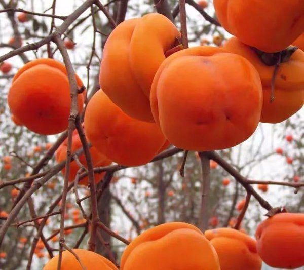 Những cái cây thịnh vượng và thịnh vượng trong nhà là gì? Cây bonsai được đề xuất phù hợp để trồng gia đình (3)