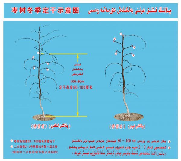 Các điều kiện để trồng cây Jujube Điều kiện trồng cây Jujube