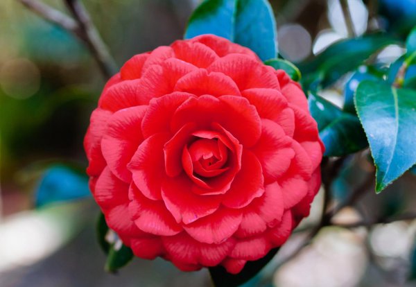 Camellia nở hoa và mang trái vào tháng nào? Giới thiệu về thời kỳ hoa non của hoa