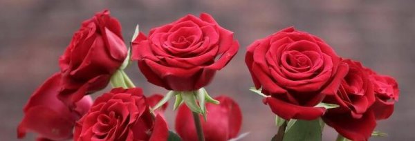 Hoa hồng đại diện cho những gì? Ý nghĩa của nhiều hoa hồng khác nhau