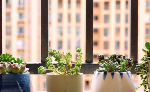 Tại sao bạn có thể nuôi hoa lan trắng ở nhà? Chia sẻ các nhà máy Phong thủy trong nhà làm vườn