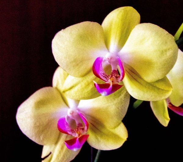 Các hiệu ứng phong thủy của phalaenopsis là gì? Các hiệu ứng phong thủy của phalaenopsis là gì?