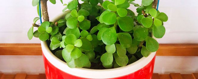 Chi nhánh vàng và lá ngọc bích để duy trì cành vàng và lá ngọc bích