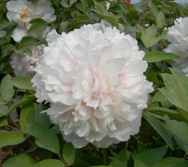 Các loại hoa mẫu đơn trắng Đặc điểm và biểu tượng của hoa mẫu đơn (5)