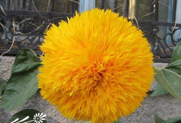 Giới thiệu về hàng ngàn cánh hoa hàng ngàn cánh hoa hàng ngàn cánh hoa